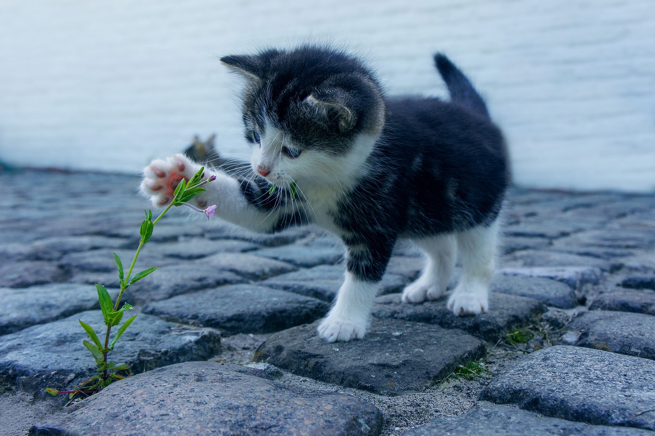 Photograph of a kitten pawing at a flower