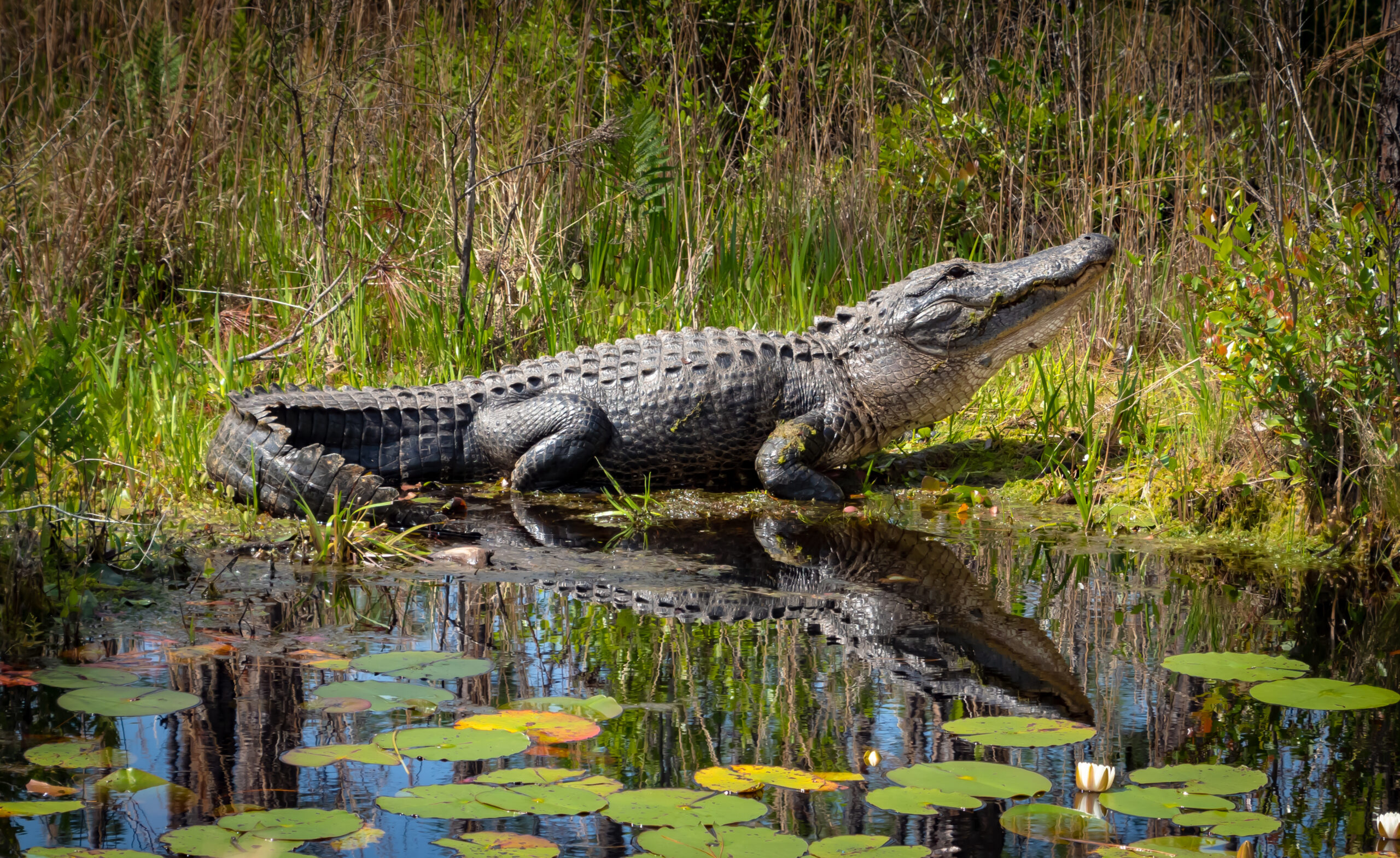 Photograph of an alligator in a swamp.