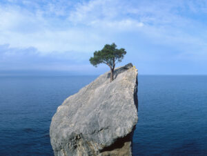 Photograph of a tree alone on a large rock in the middle of the sea.