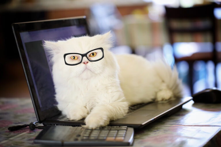 Image of a white cat wearing black-framed "hipster" glasses and chilling on a computer keyboard.