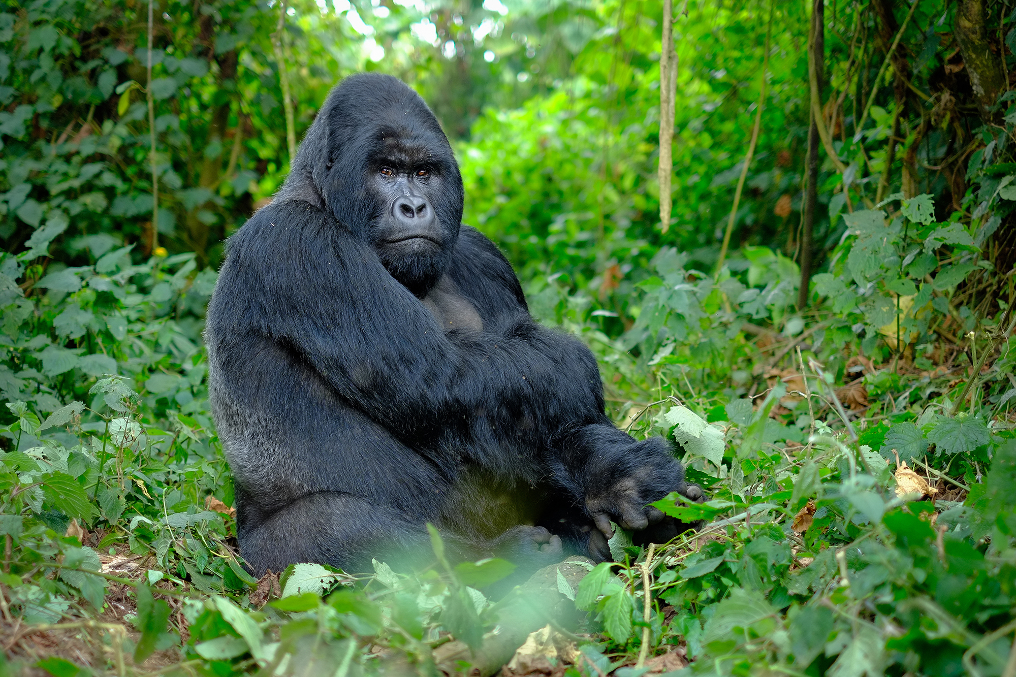 Photograph of a gorilla sitting in a green forest