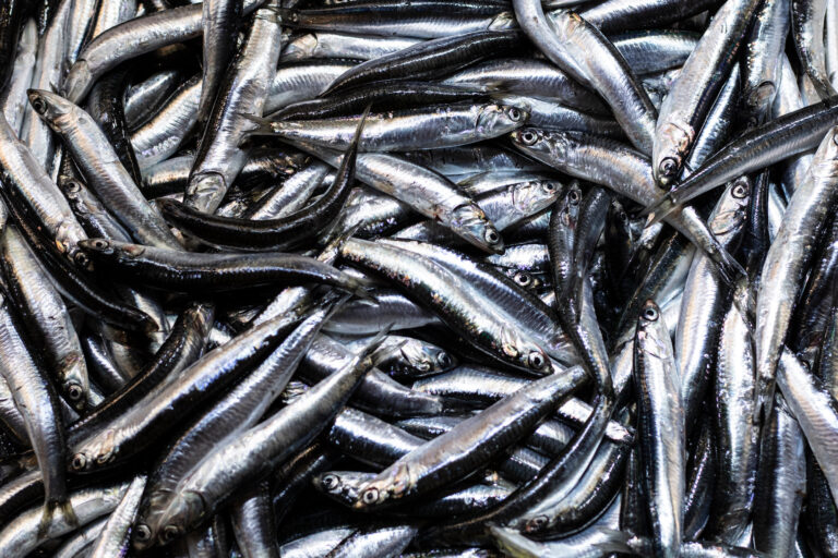 Photograph of a large pile of anchovies.