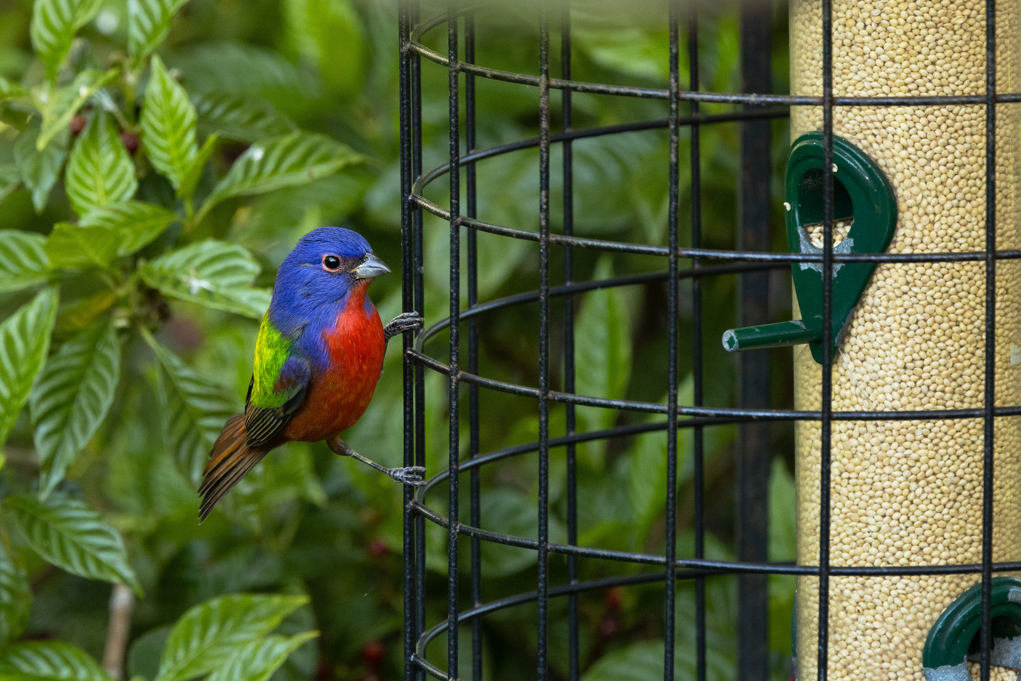 Photograph of a blue and red bird perched on the outside of its cage.