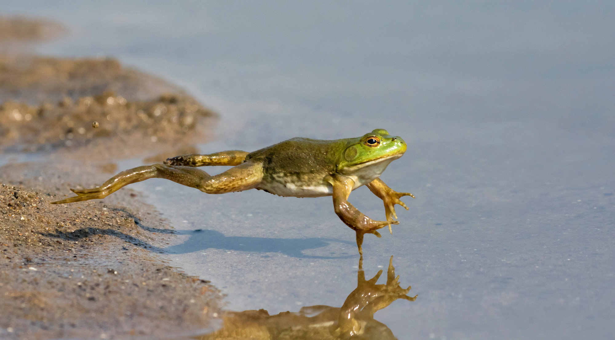Photograph of a frog jumping into a shallow body of water.