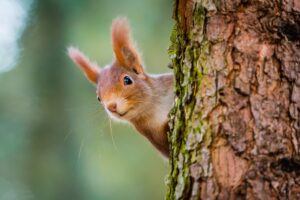 Photograph red squirrel peeking out from behind a tree