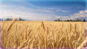 Image of a field of wheat set against a blue sky.