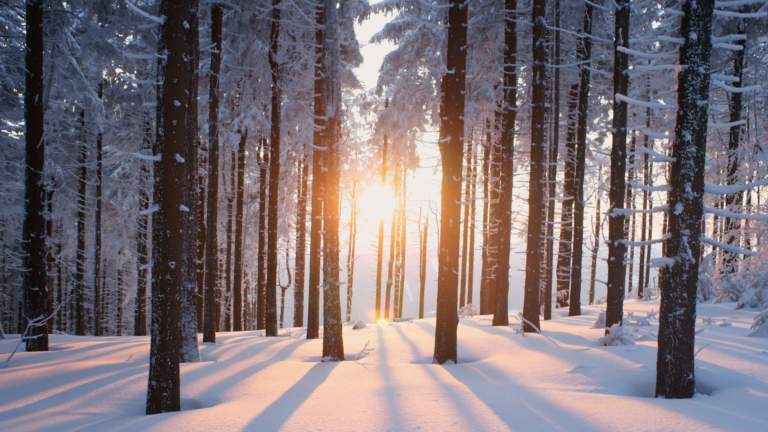 Image of a snow covered forest lit by a golden-pink sunrise through the trees.