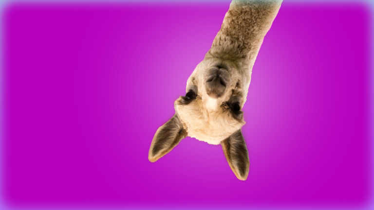 Image of an alpaca's head and neck, upside down, against a magenta background.