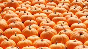Image of many pumpkins.
