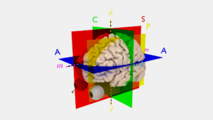 Language (and Code) Without Thought