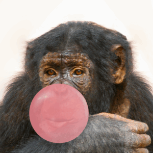 Image of a chimpanzee blowing a pink bubble with bubblegum.