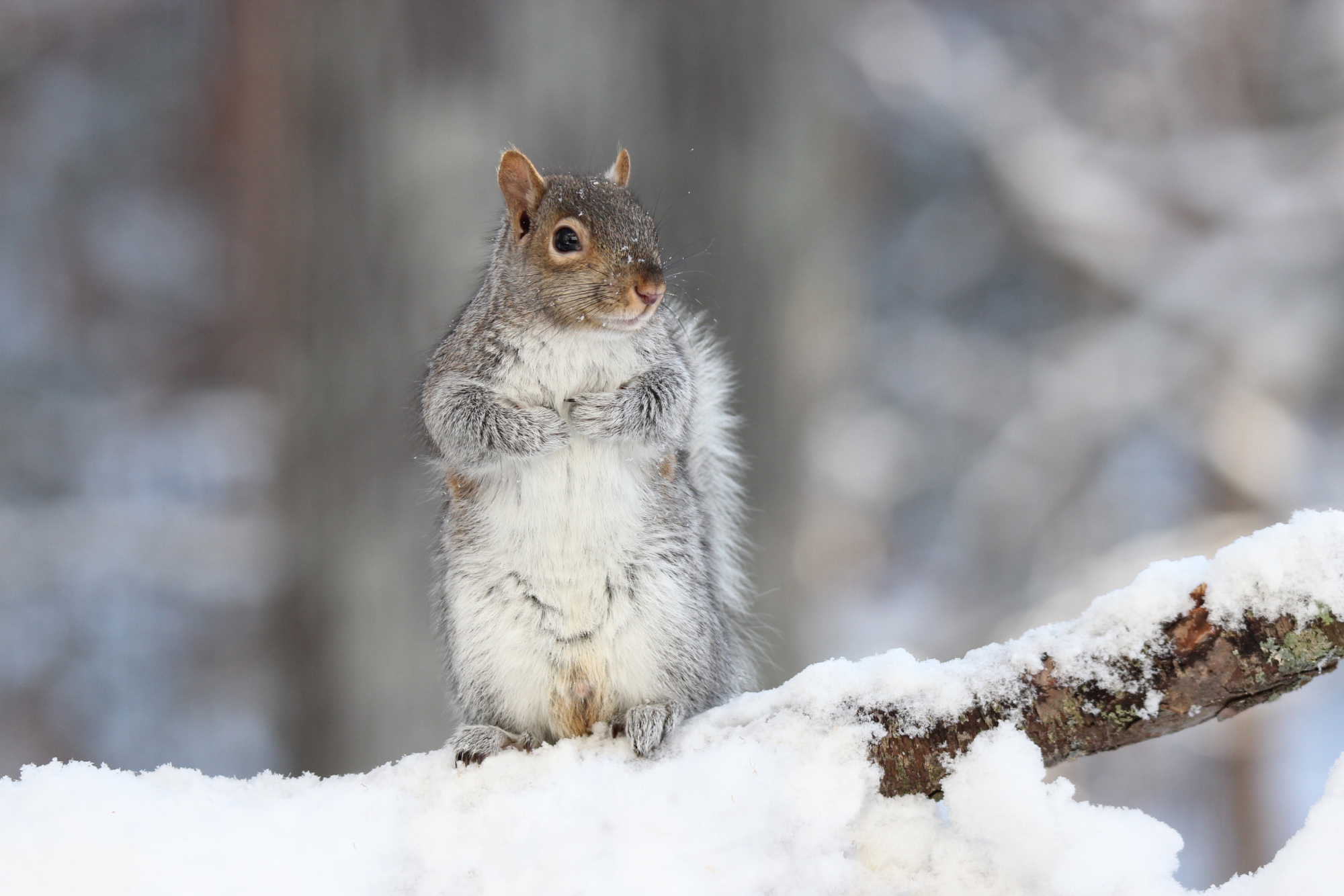 Image of a grey squirrel sitting on a snowy branch.