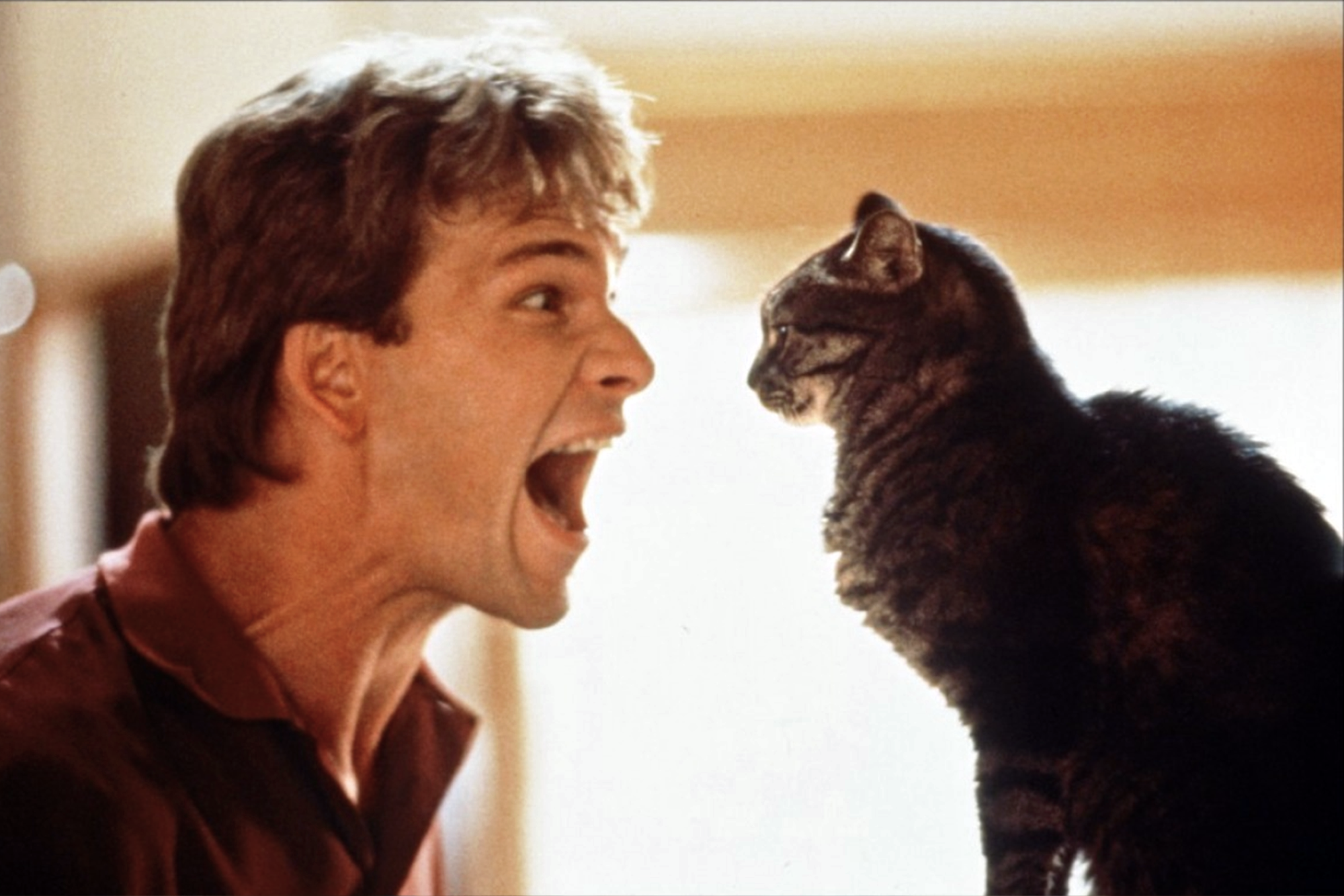 Image from Ghost of Patrick Swayze yelling at a cat.