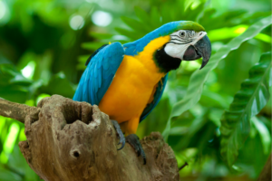 But I Love Stochastic Parrots!