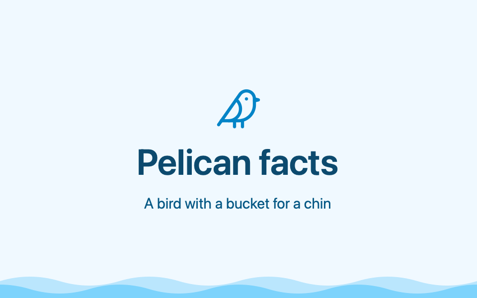 Animated deck featuring facts about pelicans.